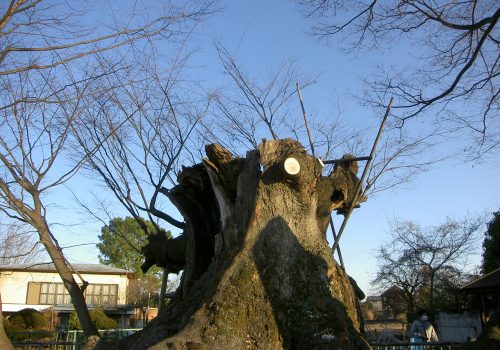 市指定天然記念物 市場の大ケヤキ|群馬県太田市|剪定・伐採