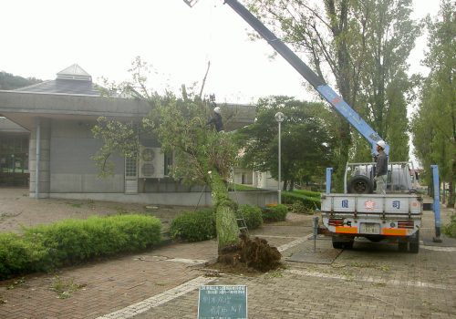 ぐんまこどもの国 倒木処理|群馬県太田市