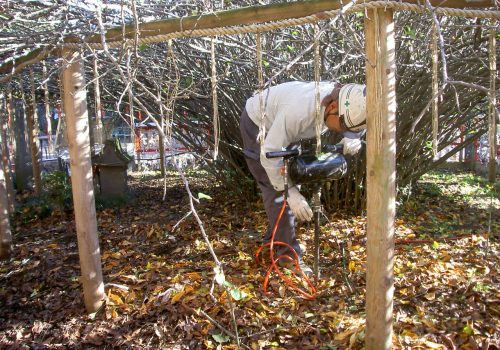 県指定天然記念物 冠稲荷神社のボケ樹勢回復|群馬県太田市|樹木医診断